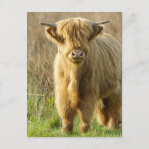 Highland Cow Postcard