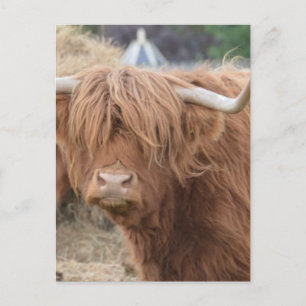 Highland Cow Postcard