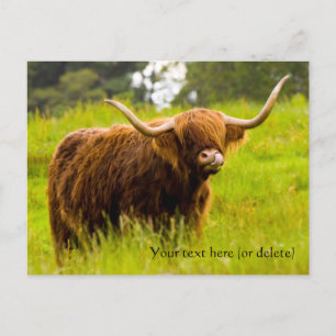 Highland Cow Postcard
