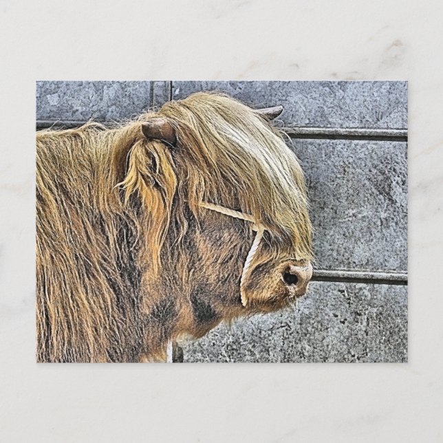 HIGHLAND COW POSTCARD (Front)