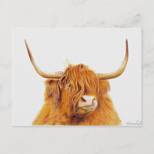 Highland cow postcard (Front)