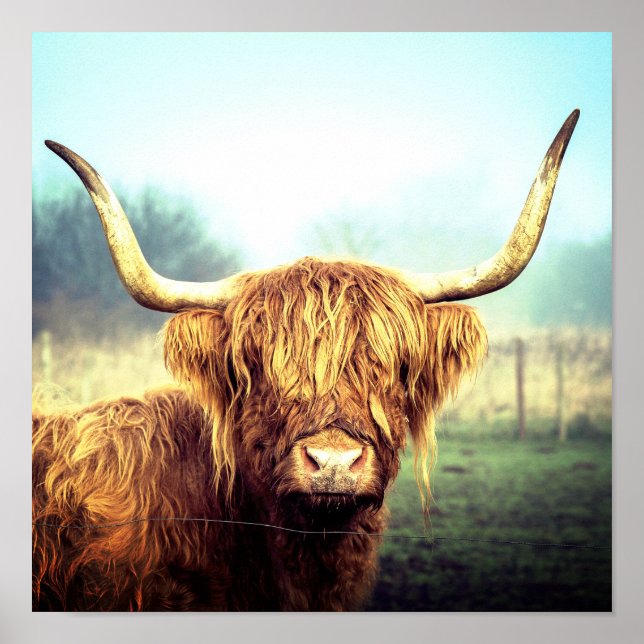 Highland Cow Poster (Front)