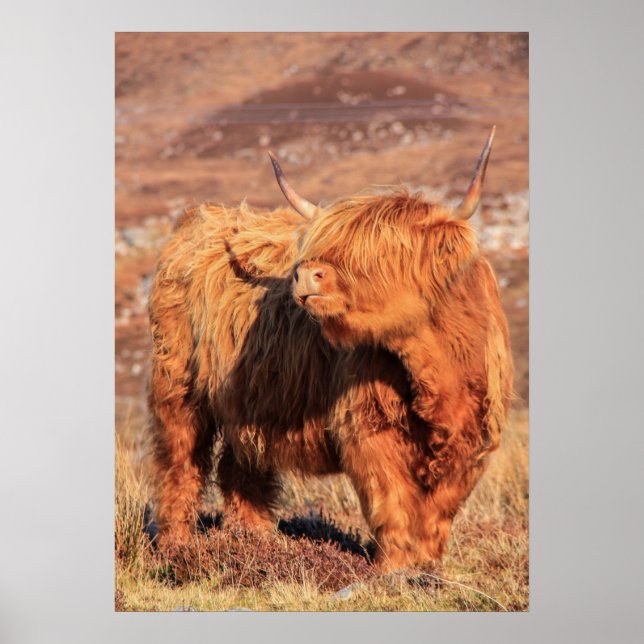 Highland Cow Poster/Print Poster (Front)