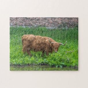 Highland cow puzzle