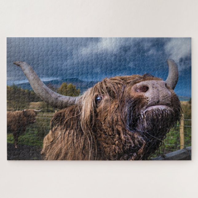 Highland Cow, Scotland Jigsaw Puzzle (Horizontal)