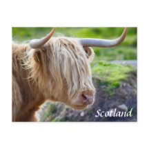 Highland Cow Scotland Postcard