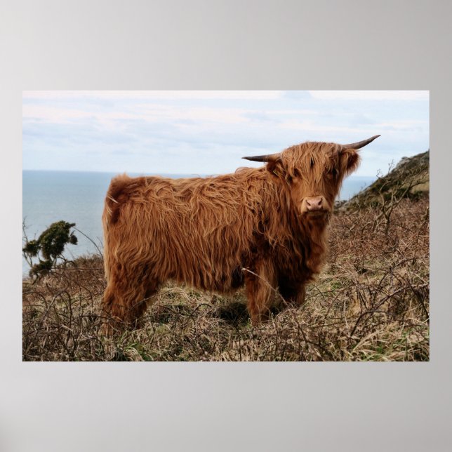 HIGHLAND COW, SCOTLAND POSTER (Front)