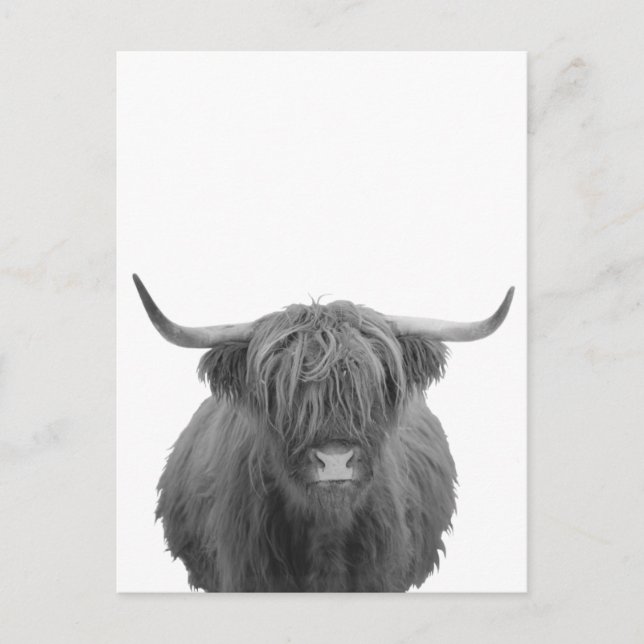 Highland Cow Scotland Rustic Black White  Postcard (Front)