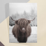 Highland Cow Scotland Rustic Farm Postcard<br><div class="desc">This design may be personalised by choosing the Edit Design option. You may also transfer onto other items. Contact me at colorflowcreations@gmail.com or use the chat option at the top of the page if you wish to have this design on another product or need assistance. See more of my designs...</div>