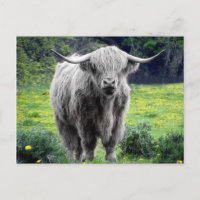 Highland Cow Scotland Rustic