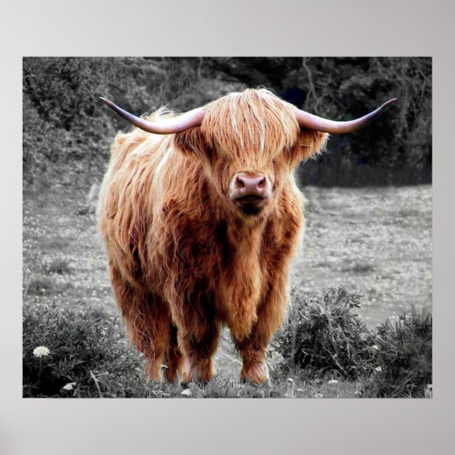 Highland Cow Scotland Rustic Poster Black White (Front)