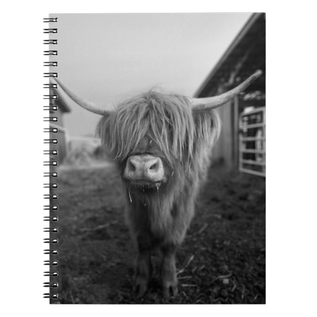 Highland Cow Spiral Notebook (Front)