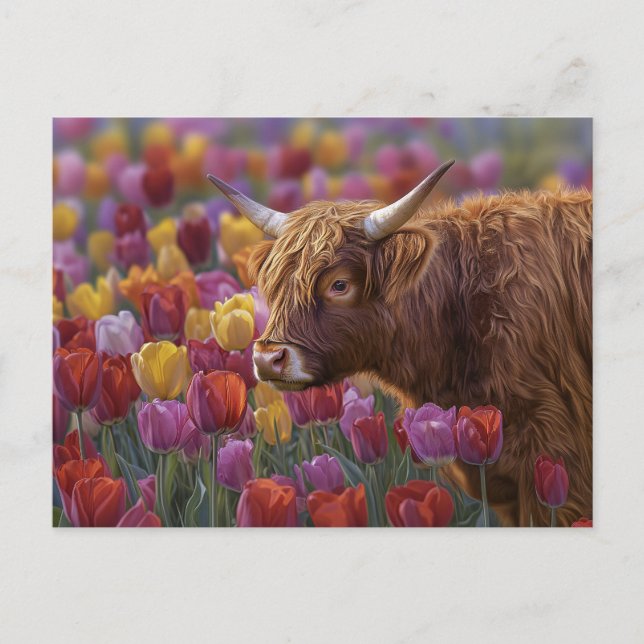 Highland Cow Spring Tulips Postcard (Front)