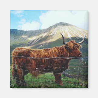 Highland Cow Square Magnet - Scottish Wildlife