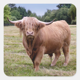 Highland Cow Sticker