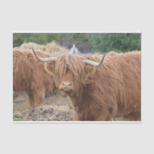 Highland Cow Tissue Paper