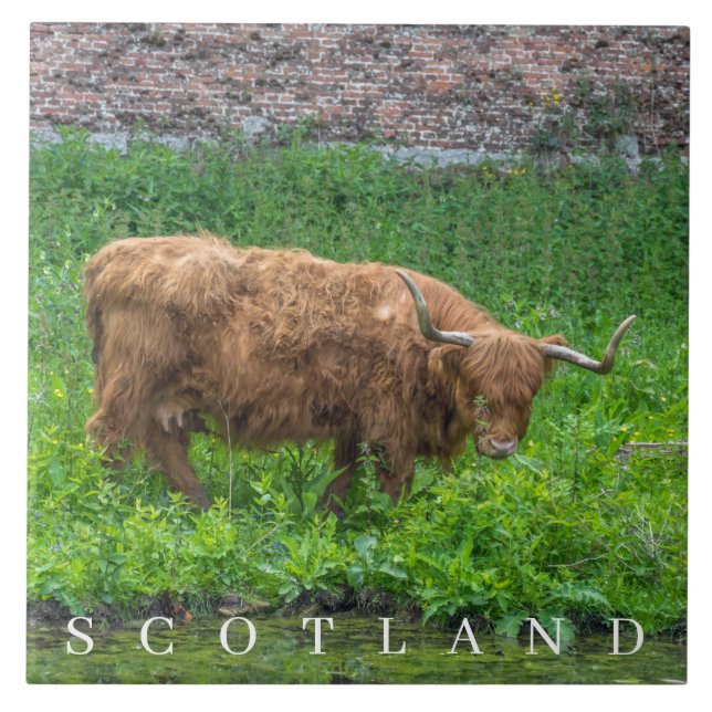Highland Cow view ceramic tile (Front)