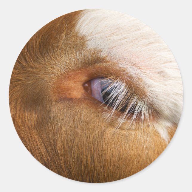 Highland Cow's Eye Classic Round Sticker (Front)