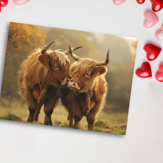 Highland Cows in love Postcard  (Creator Uploaded)