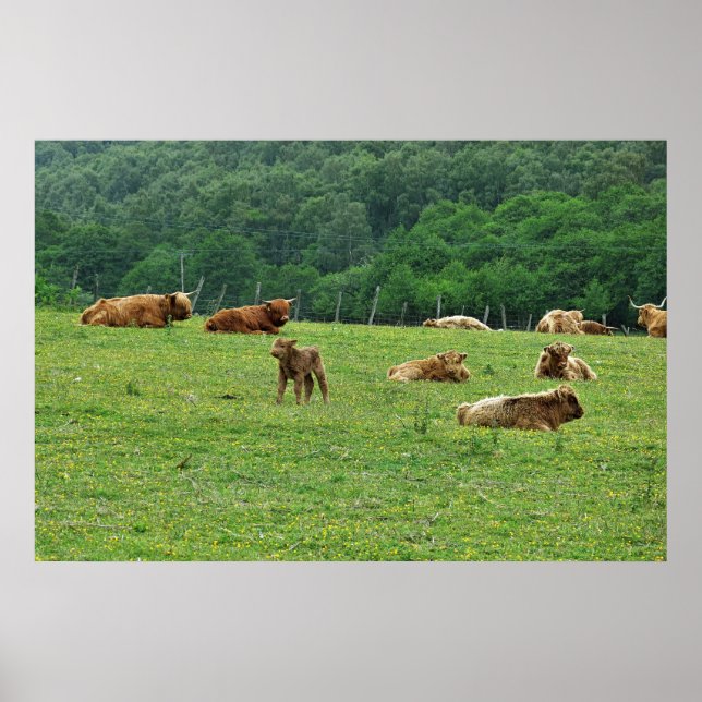 Highland Cows Poster (Front)