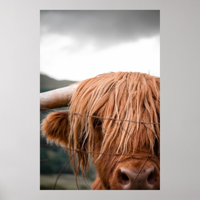 HIGHLAND KING POSTER (Front)