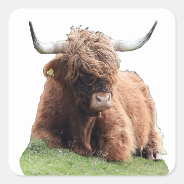 Highland "Moo" Cow Square Sticker (Front)