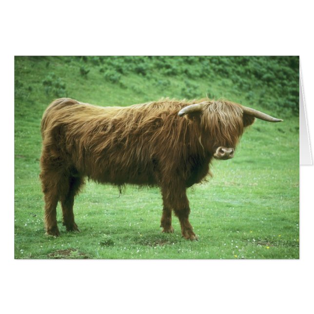 Highland Steer, Island of Mull, Inner (Front Horizontal)