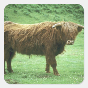 Highland Steer, Island of Mull, Inner Square Sticker