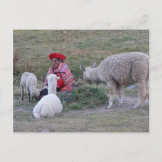 Highlander with flock postcard