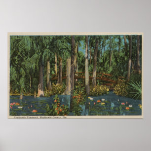Highlands County, FL - View of Highlands Hammock Poster