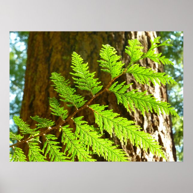 Highlights of a Redwood Tree Botanical Poster (Front)