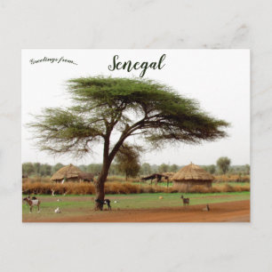 Highway Between Ouro Sogui and Orkadiéré Senegal Postcard