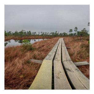 Hiking trail in swamp poster