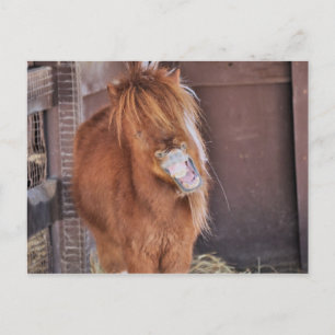 Hilarious Horsey Postcard