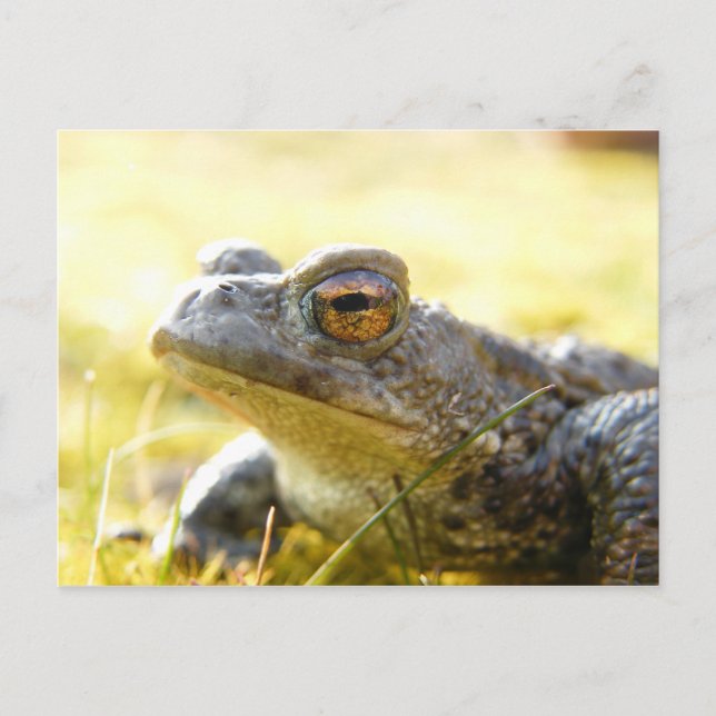Hill End Toad Postcard (Front)