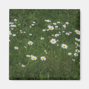 Hill of Daisies Magnet