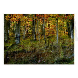 Hillside Birch