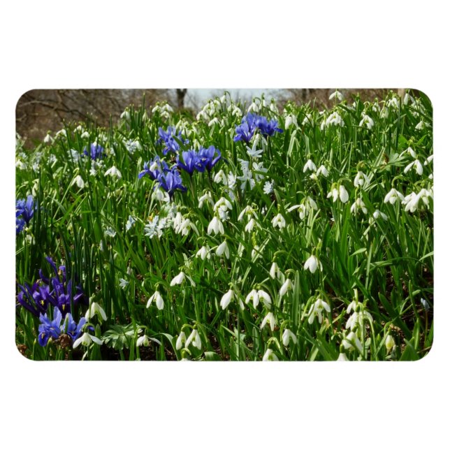 Hillside of Early Spring Flowers Landscape Magnet (Horizontal)