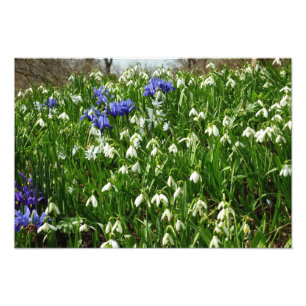 Hillside of Early Spring Flowers Landscape Photo Print