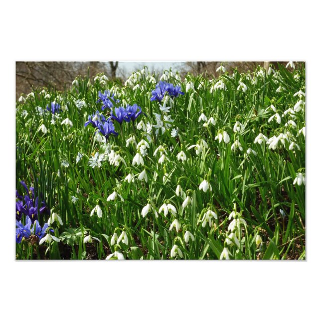 Hillside of Early Spring Flowers Landscape Photo Print (Front)