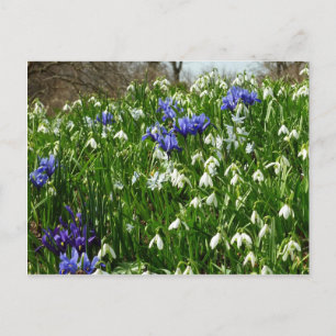 Hillside of Early Spring Flowers Landscape Postcard