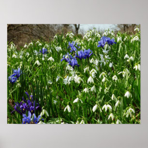 Hillside of Early Spring Flowers Landscape Poster
