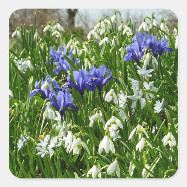 Hillside of Early Spring Flowers Landscape Square Sticker (Front)