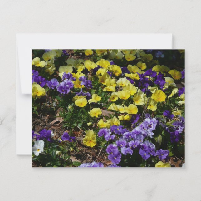 Hillside of Purple and Yellow Pansies (Front)