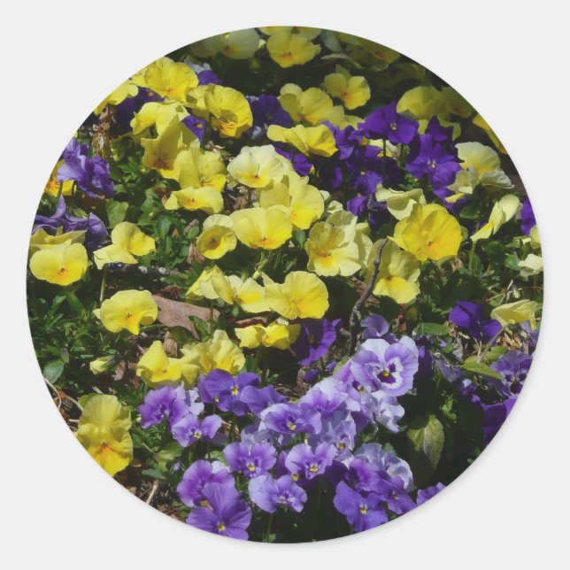 Hillside of Purple and Yellow Pansies Classic Round Sticker (Front)