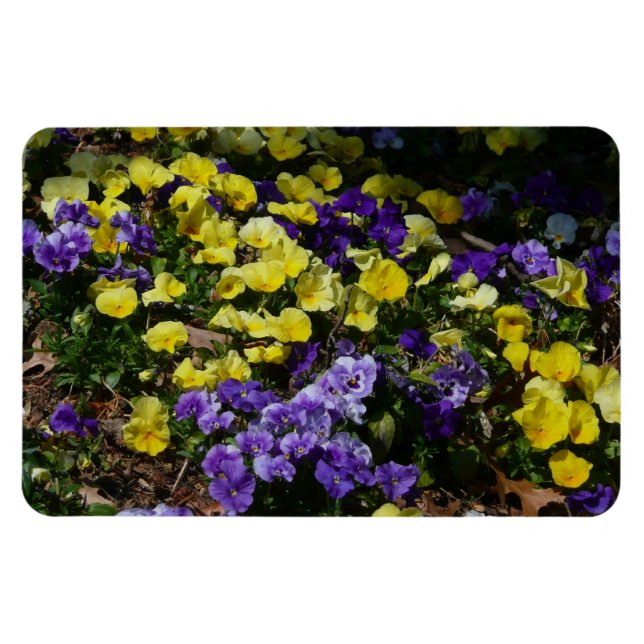 Hillside of Purple and Yellow Pansies Magnet (Horizontal)