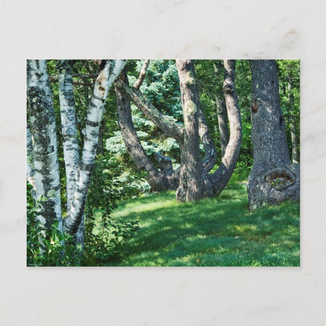 Hillside Trees Postcard (Front)