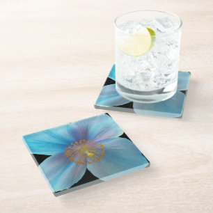 Himalayan Blue Poppy Floral Glass Coaster