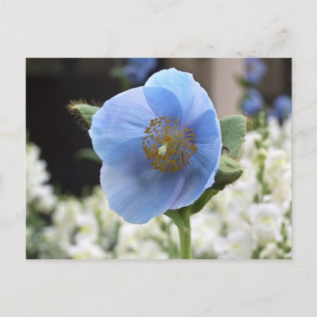 Himalayan Blue Poppy Postcard (Front)