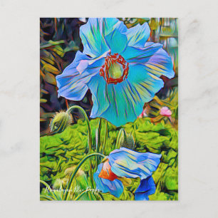 Himalayan Blue Poppy [Postcard] Postcard